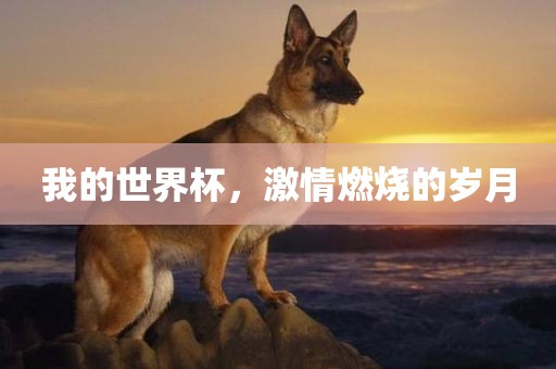 我的世界杯，激情燃烧的岁月