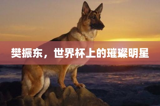 樊振东，世界杯上的璀璨明星