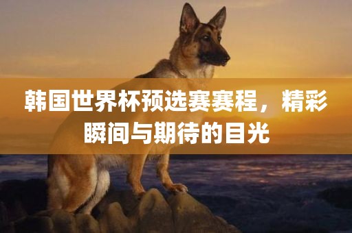 韩国世界杯预选赛赛程，精彩瞬间与期待的目光